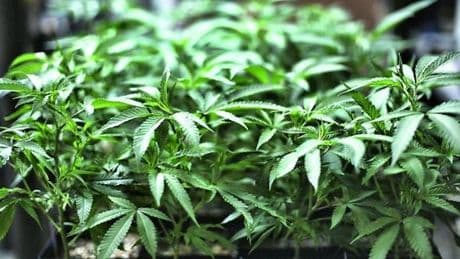 Cannabis vietata, chiude l’azienda Say Farm di Arenzano: “Costretti a licenziare 19 persone”