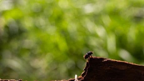 Schädlinge: Atempause oder Trend? Wie das Wetter den Borkenkäfer bremst