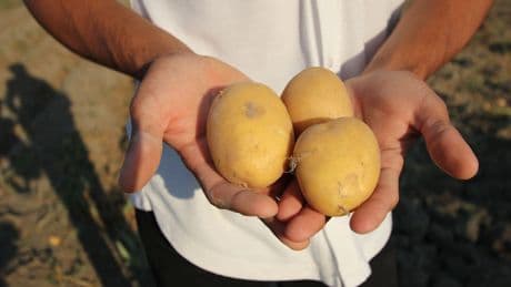 Amasya’da çiftçi satamadığı 8 ton patatesi dağıttı