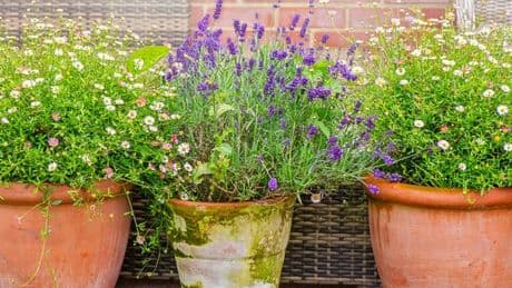 The low-maintenance patio plant that will grow brilliantly outside — and smells amazing