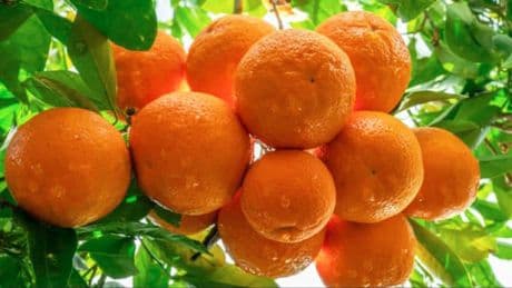 Schneller Obst ernten: Die 5 besten Bäume für ungeduldige Gärtner