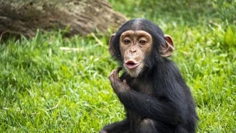 Los bioparques españoles para aventurarse este verano en la naturaleza más salvaje y amenazada