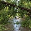 „Die Bäume sind umgefallen wie Mikadostäbchen“: Wie das Unwetter im Norden Berlins wütete – Anwohner berichten