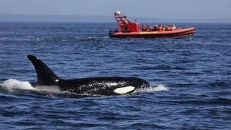 Orca-Safaris in Mexiko werden „zu einem Albtraum“