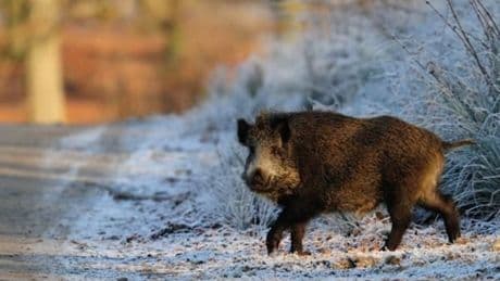 Los siniestros con animales han crecido un 145% en la última década
