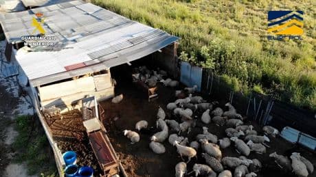 Desmantelan una red de mataderos ilegales que distribuía carne sin control sanitario en varias provincias