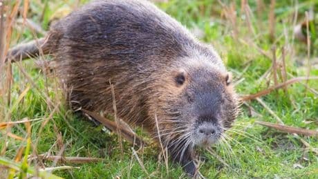 Kritische Infrastruktur: Knabbern, nisten, wühlen: Schäden durch wildlebende Tiere