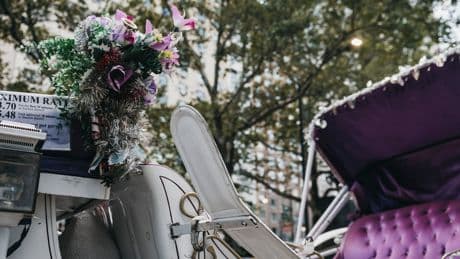 New York City Carriage Horse Collapses and Dies on Manhattan Street
