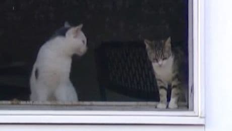 Stench leads to grim discovery of 100 dead cats in house with some in freezer