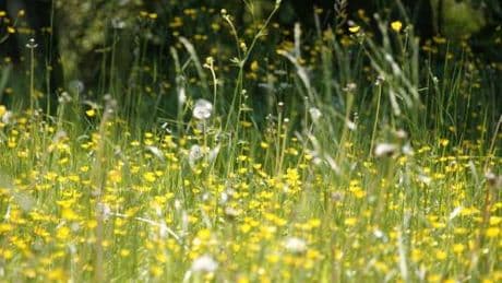 È scoppiata la pollinosi: cos’è e come si interviene