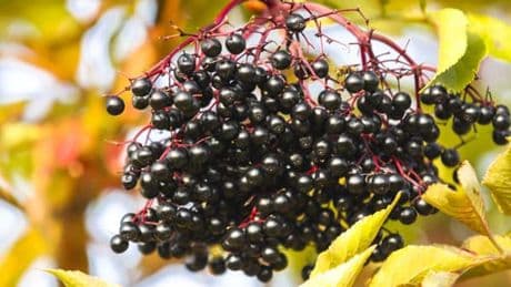 Schwarzer Holunder: Deshalb sollten Sie die Beeren nicht roh essen