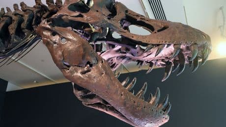 Scientists are struggling to get hold of T rex fossils – and the rich are to blame