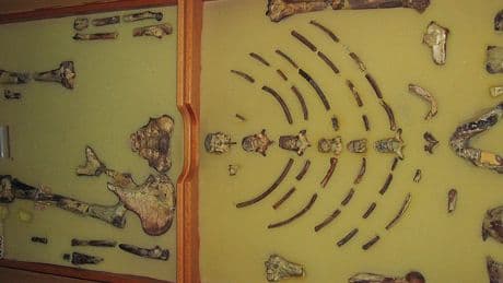 Ethiopian fossil Lucy leaves for her first exhibition in Europe