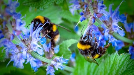 Von Bienchen und Blümchen - Das geheime Liebesleben der Pflanzen