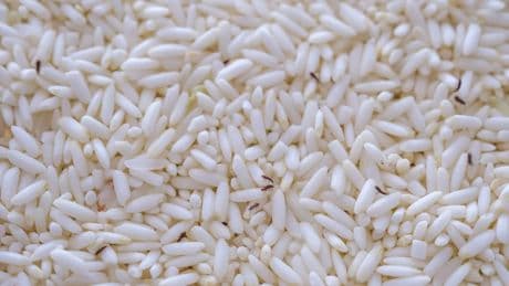 Los gorgojos, los bichos que infectan la comida en verano: cómo deshacerse de ellos y cómo prevenirlos