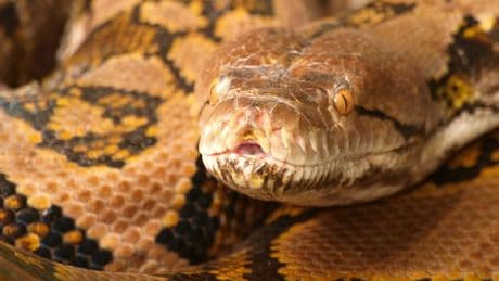 Mum found dead inside gigantic python which had swallowed her whole