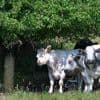 Pour maintenir la production de lait, les éleveurs australiens identifient génétiquement les vaches les plus résistantes à la chaleur