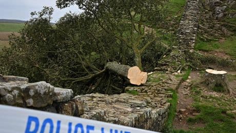 Men Who Felled Sycamore Gap Tree Are Given Prison Sentences in U.K.