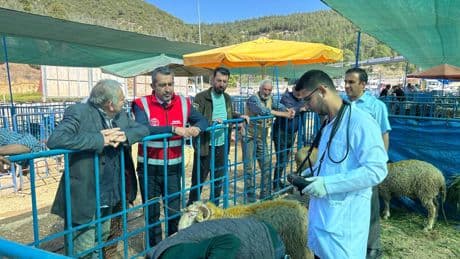 Kurban Satış Pazarında hayvanlara gebelik testi yapılıyor