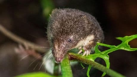 Was über das Borna-Virus bekannt ist – und wie Sie sich schützen