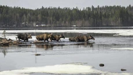 🌟The Bright Side: Sweden's 24-hour 'The Great Moose Migration' livestream is a national hit