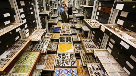 How the Smithsonian safeguards 148 million specimens