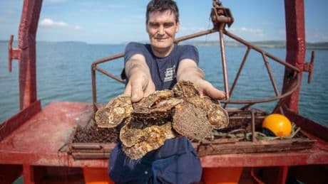 Stranraer set for best native oyster breeding season in decades thanks to high water temperatures