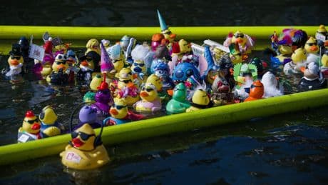 Hannover: Gummienten schwimmen auf dem Maschsee um die Wette