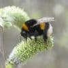 Stad is de ideale plek voor insectenherstel
