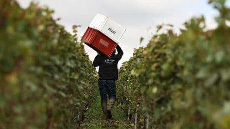 Dans le Champagne, de Moët & Chandon à Canard-Duchêne, les grèves se multiplient
