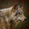 Kind inderdaad gebeten door probleemwolf Utrechtse Heuvelrug