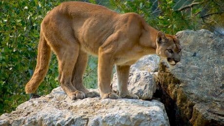 Une fillette de 11 ans échappe à un puma en Californie
