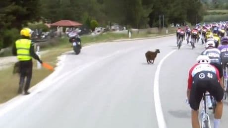 Una cabra se cuela en el Giro y está a punto de provocar un accidente
