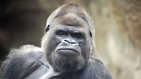 Können hundert unbewaffnete Männer einen Gorilla besiegen?