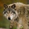 Brutaal, bijtgraag, maar niet gecorrigeerd: dit is probleemwolf GW3237m