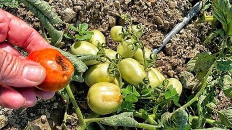 L’estate bollente sconvolge l’agricoltura nella piana dell’Entella. “Verdura, frutta e uliveti cotti dal sole”
