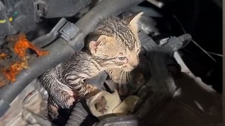 Schockmoment in der Autowaschanlage - Kätzchen im Motor versteckt