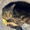 Weltkatzentag: Kleine Notfelle - warum Straßenkatzen so leiden