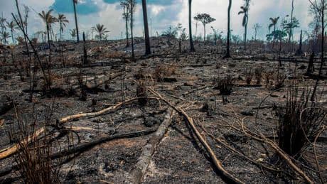 Studie zeigt - Urwald-Zerstörung auf höchstem Stand seit 2002