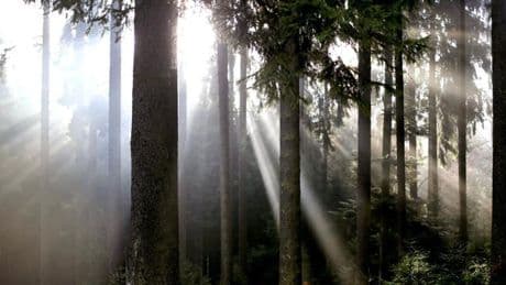 Biodiversità oscura, il patrimonio invisibile  rimasto inespresso