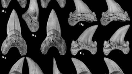 Pourquoi des dents de requin vieilles de 10.000 ans apparaissent-elles soudain sur les plages américaines?