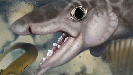 Fossils of ancient shark species discovered in Kentucky cave
