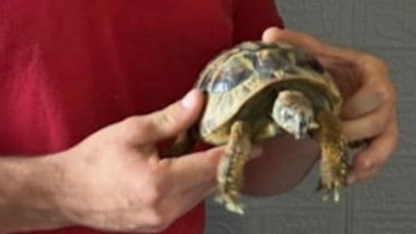 Tortoise rescued after starting fire in south London flat