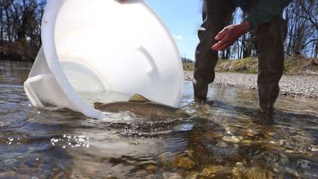 Artenschutz: Tag der Fische: Ministerin weist auf Schutz des Huchen hin
