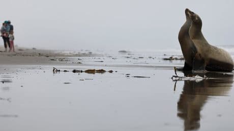 Whales and dolphins keep washing up dead in Southern California — scientists say this is responsible