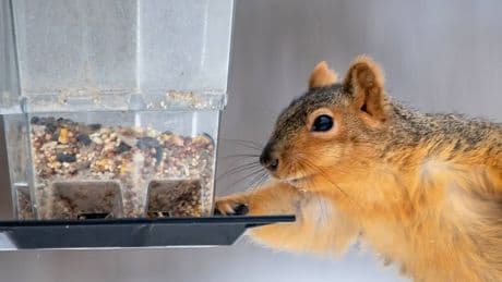 UK garden birds' favourite foods and how to stop squirrels stealing them