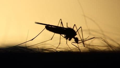 DSÖ uyardı: Chikungunya virüsü hızla yayılıyor, Türkiye de risk altında