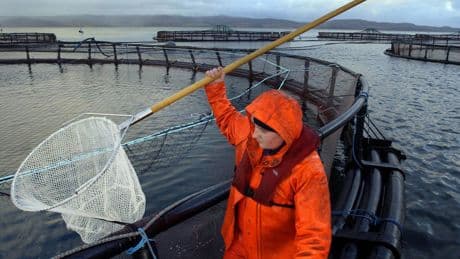 Why France is asking questions of Scottish salmon - and why that's a big problem