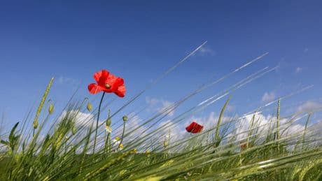 Wetter: Der Sommer zieht in Baden-Württemberg ein
