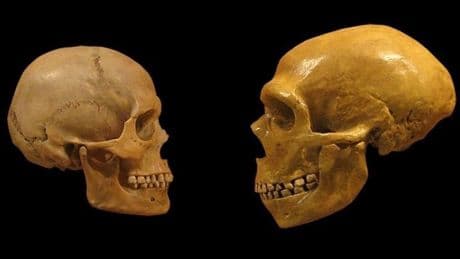 Homo sapiens güneş kremi sayesinde mi hayatta kaldı?